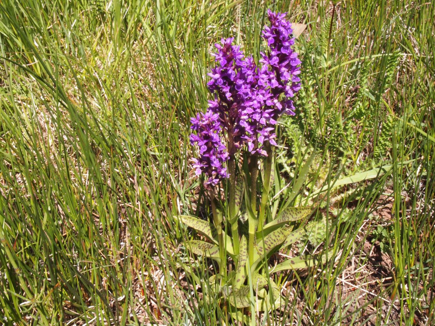 Orchid, Broad-leaved Marsh plant